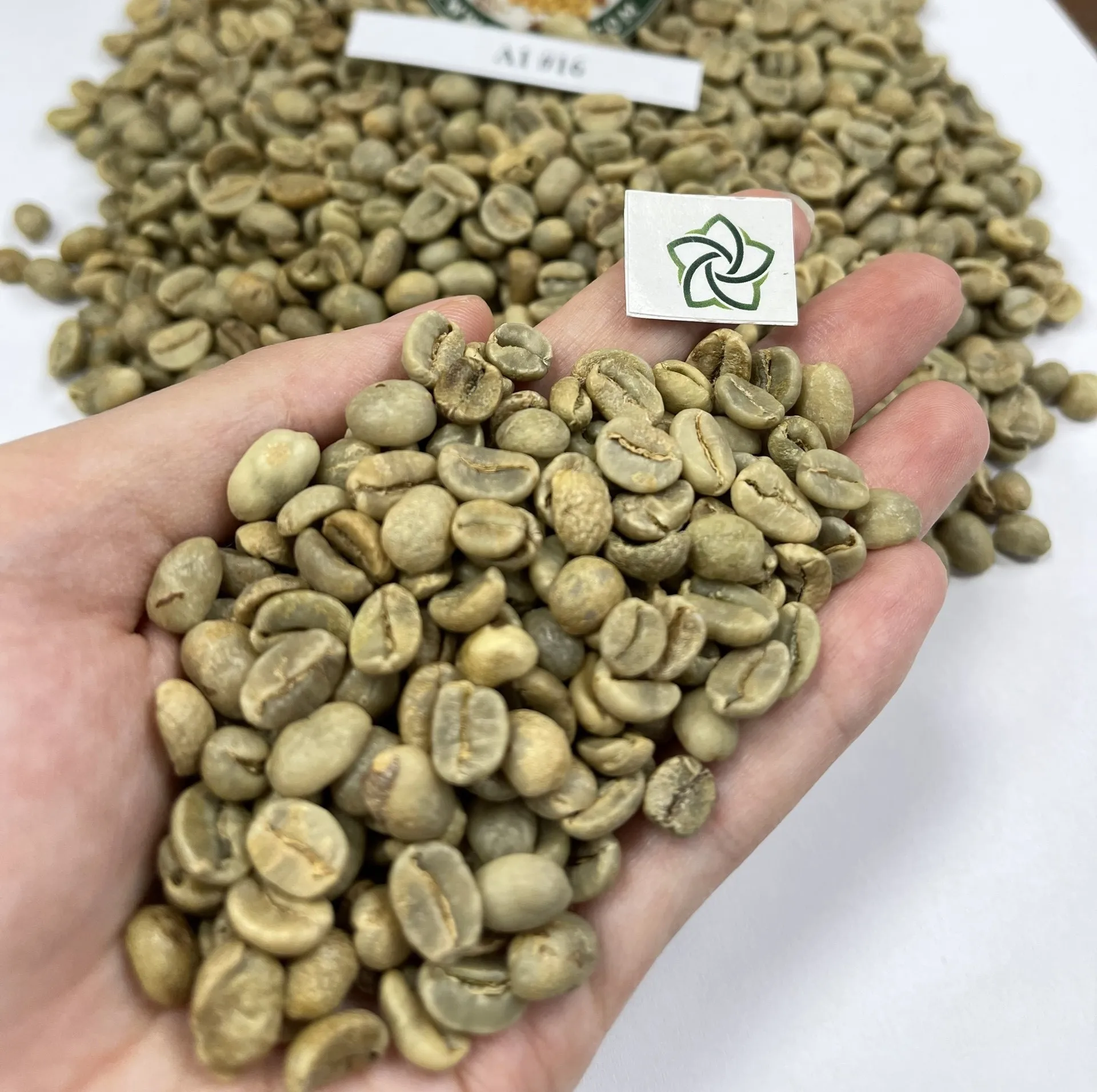 Premium Quality Kirar Raw Roasted Whole Bean Spicailty Arabica Washed 50 kg Strong Good Taste Hot Selling Available in Bulk