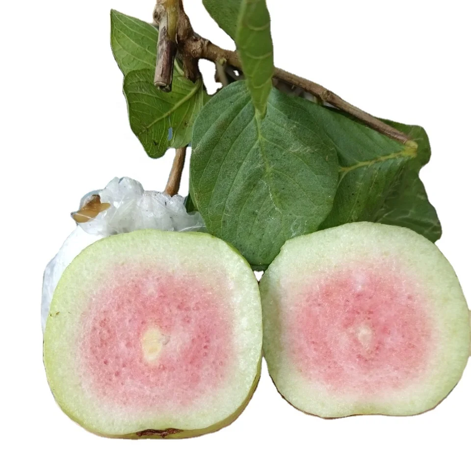 Vietnam Fresh Guava Fruit High Quality OEM Packing For Exporting Global Good Price WA84786436556