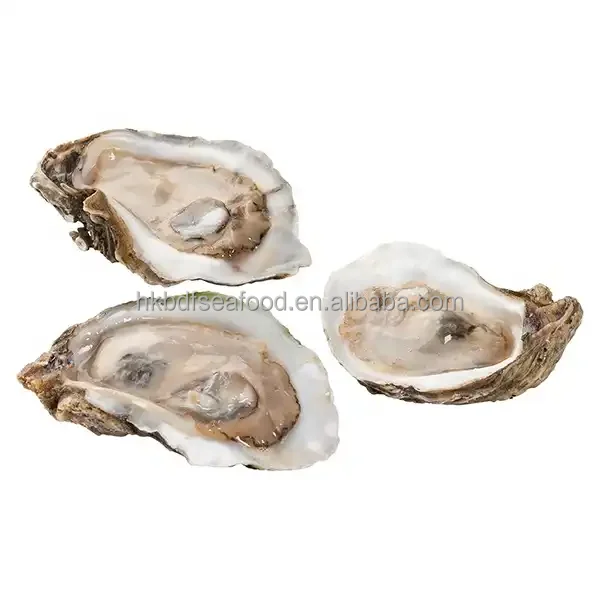 Wholesale Bulk Style Seafood Supplier IQF Frozen Raw Oyster Half-Shell