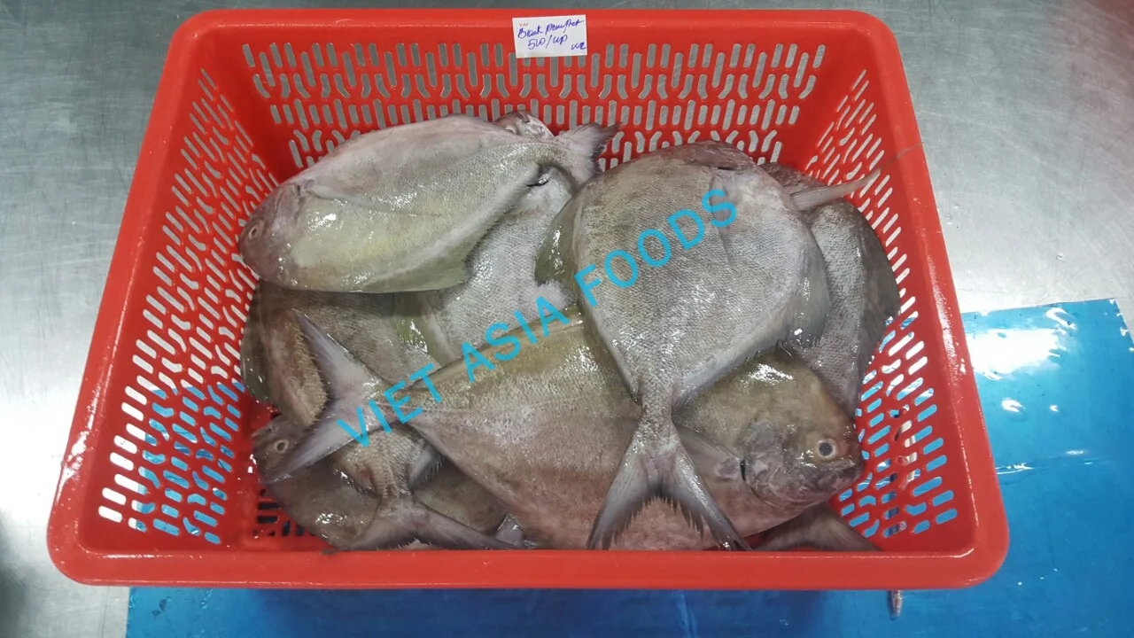 
(NEW PRODUCT) Fish Product Type FROZEN BLACK POMFRET ON SALES From VAFCO 
