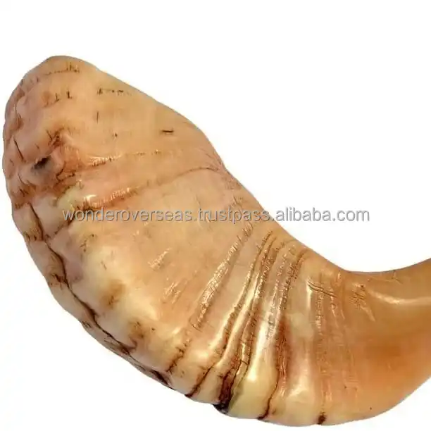 Natural Black Sheep Horn Polished Shofar for Customized Size Cheap Price With Handmade Use for Hot Sale Product BYWONDEROVERSEAS