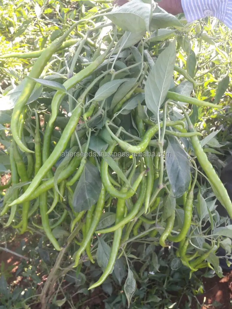 
22 TO 24 CMS LONG HYBRID CHILLI SEEDS FOR GREEN PURPOSE 