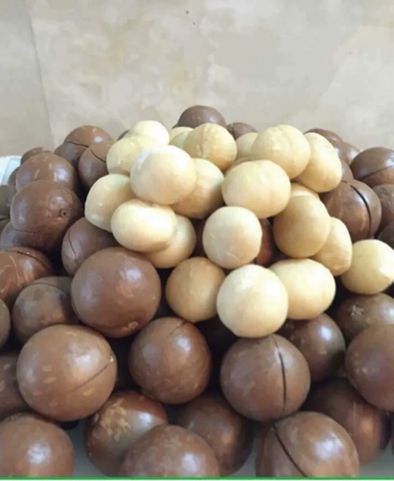 Macadamia nuts wholesale Best price high quality +84 845 639 639