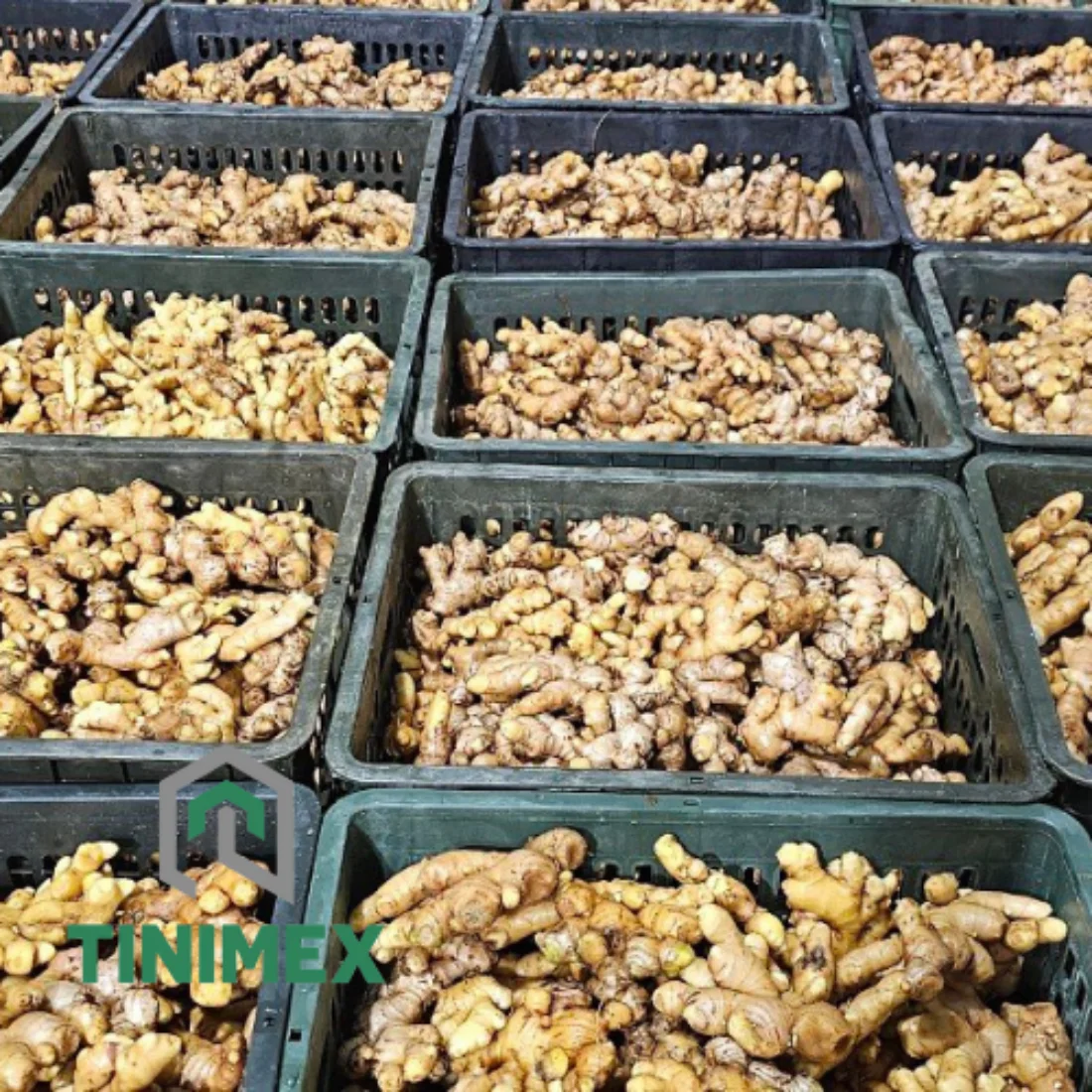 TINIMEX GINGER | High Quality Fresh Elephant Ginger From Vietnam 2024/ Fresh Ginger Export Tel 0084366808683)