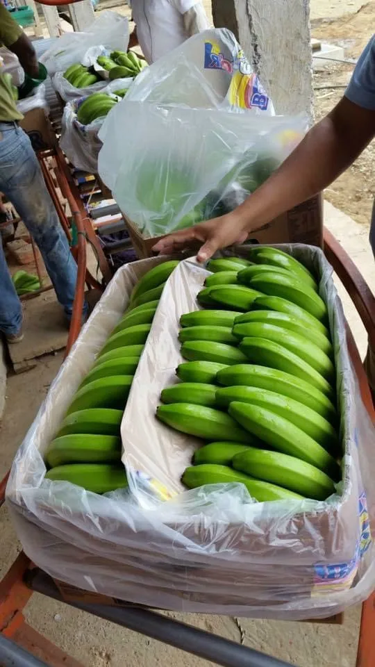 FROM VIETNAM TO YOU: PREMIUM CAVENDISH BANANAS READY FOR GLOBAL EXPORT - WHOLESALE