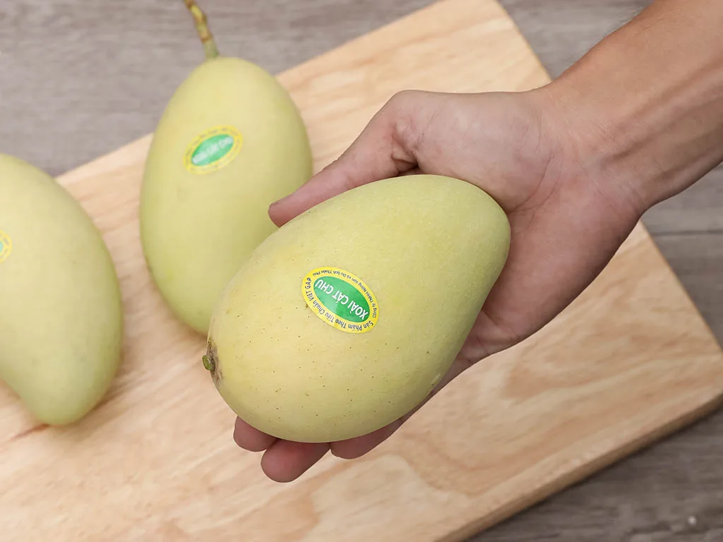Viet Nam Mango High Quality Premium Cat Chu Mango from Vietnam 100% Natural Sweet OEM Private Label