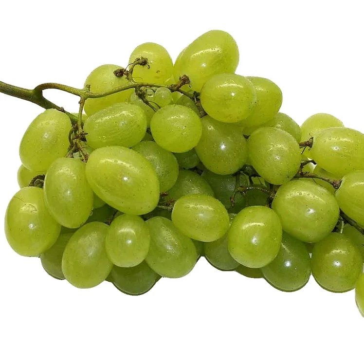Green Grapes Wholesale Turkey Origin Fresh and Delicious Green Grapes High Quality Organic Sweet Delicious AGROWELL TURKISHGOODS