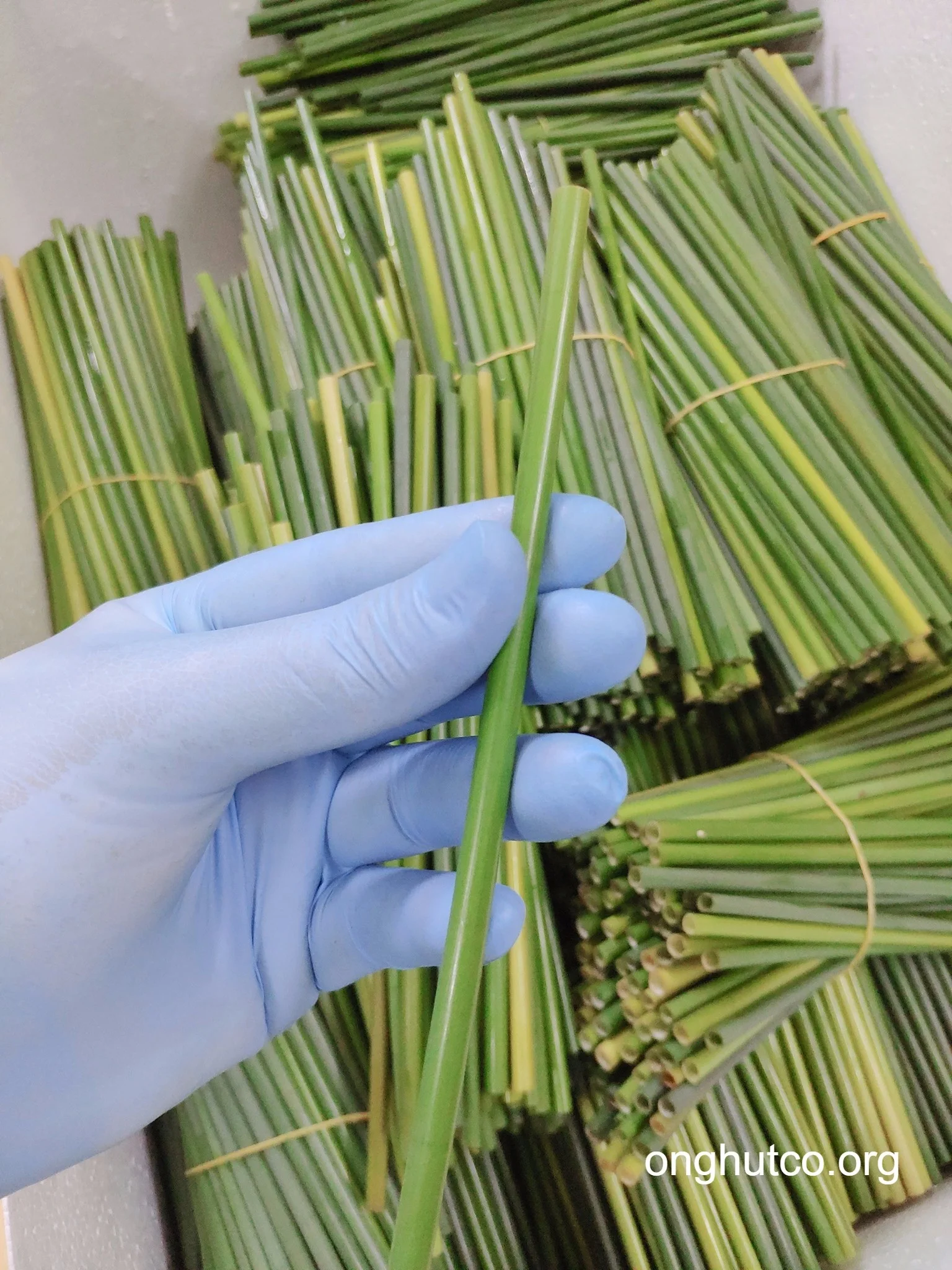 Eco straws / 100 % natural straws/ no chemical/ grass straws/ vietnam