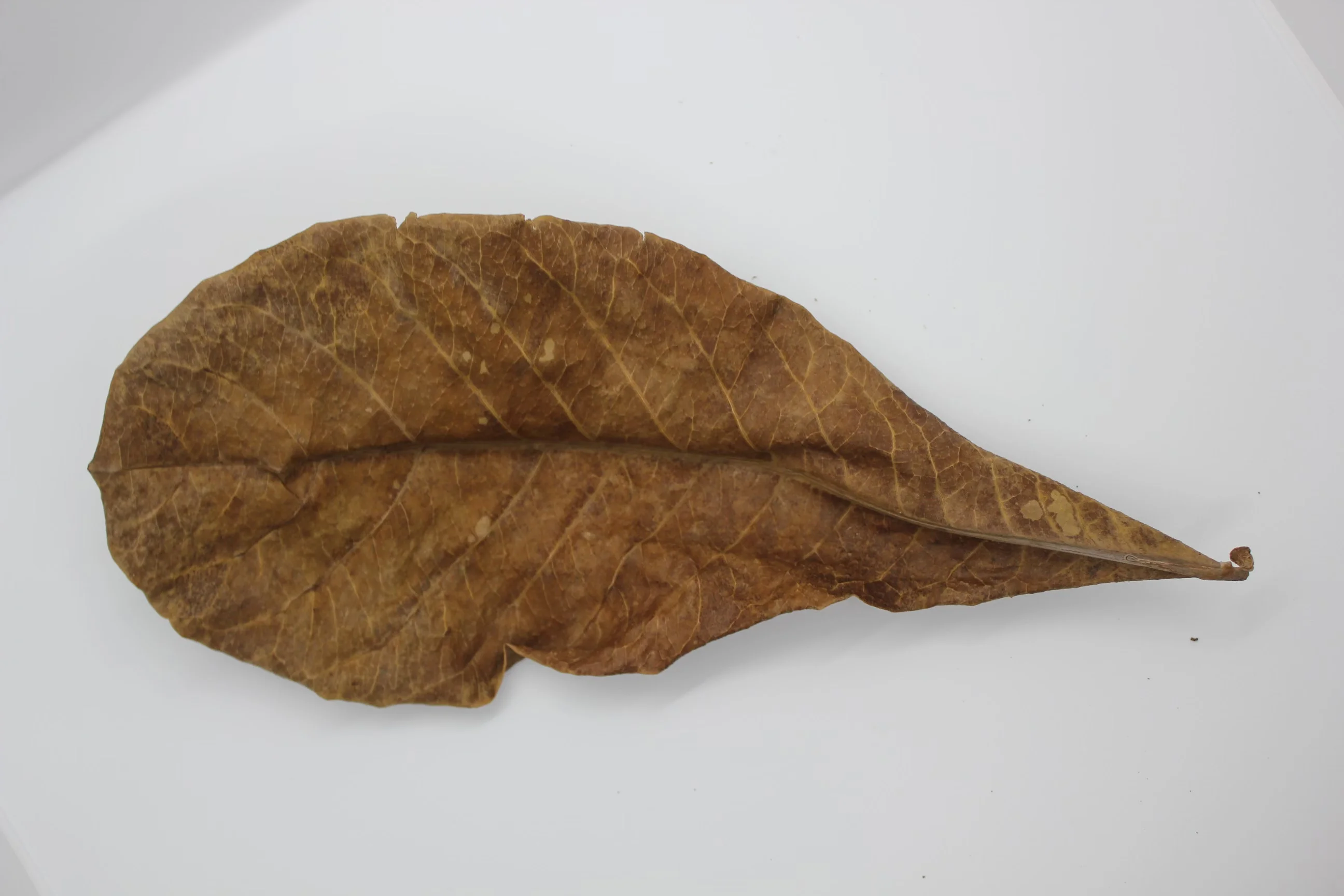 Wholesale Bulk Aquarium Tank Natural Remedy Betta Indian Almond Leaves Ketapang Neutralised Water Tropical Fish