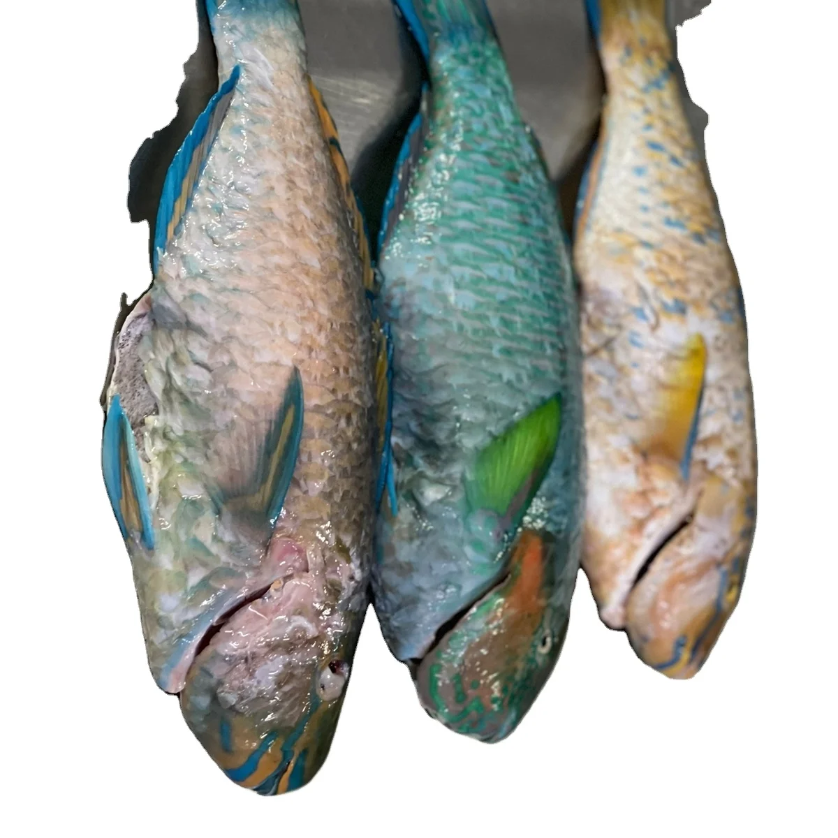 TOP QUALITY FROZEN NUTRITIOUS PARROT FISH WHOLE FROM INDONESIAN ORIGIN WITH ATTRACTIVE PRICE AND STANDARD PACKING