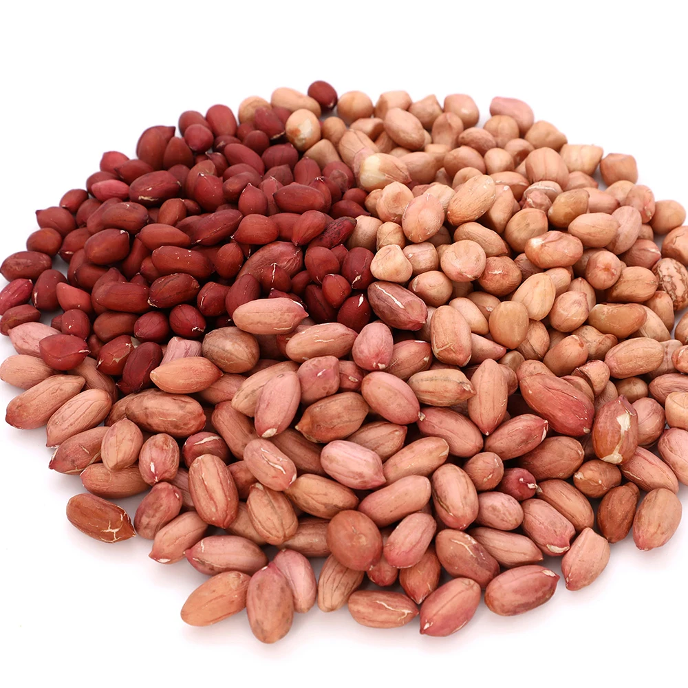 Best grade Groundnut Different Size of Counts and  Good Taste of  Peanut  From Healthy Snacks Exporter Customised Packing