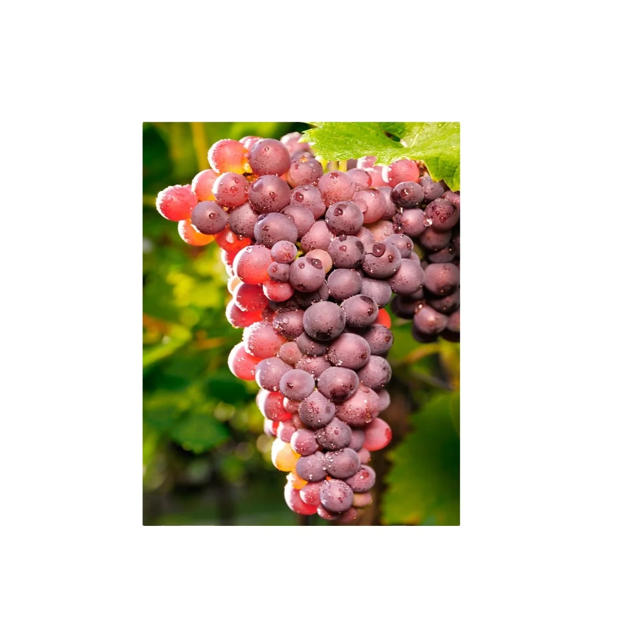 fresh sweet globe grapes hot selling juicy fresh grapes fruit for sale