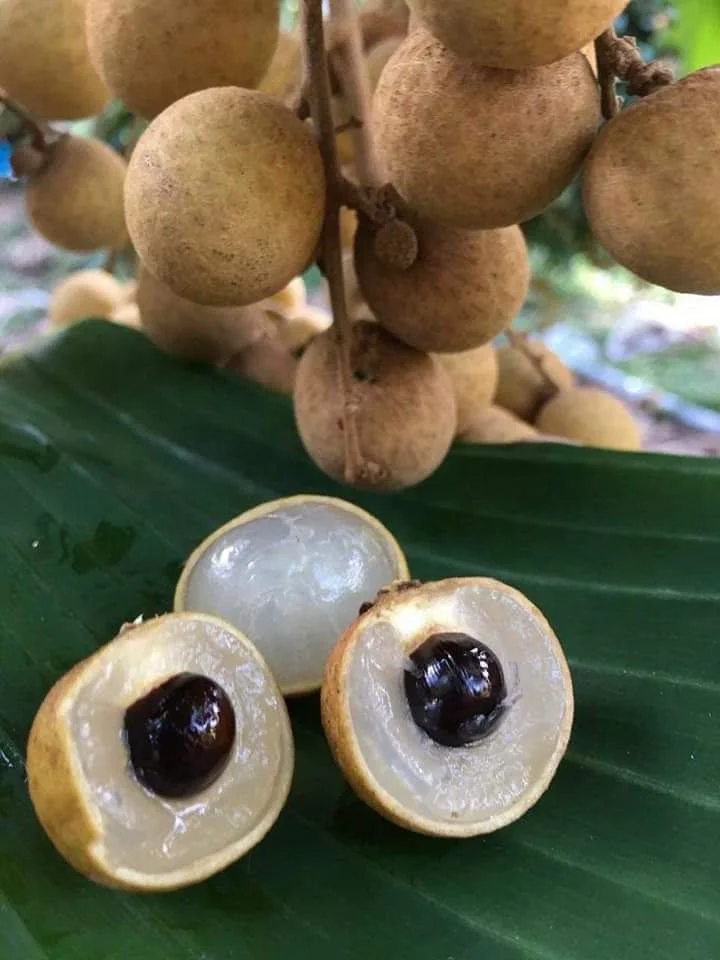 FRESH LONGAN for export at westfarm in  Vienam +84984418844 whatsapp