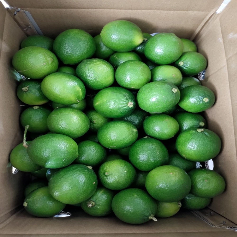 New Crop Fresh Citrus Fruit 100% Natural Seedless Green Lime with Sour Lemon Taste Tropical Fruit