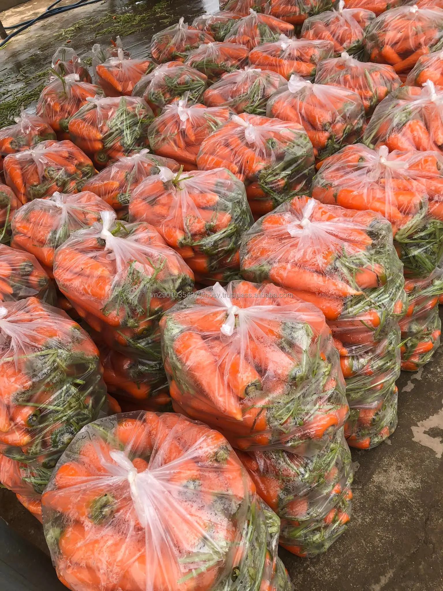 Fresh Carrots From Vietnam Organic