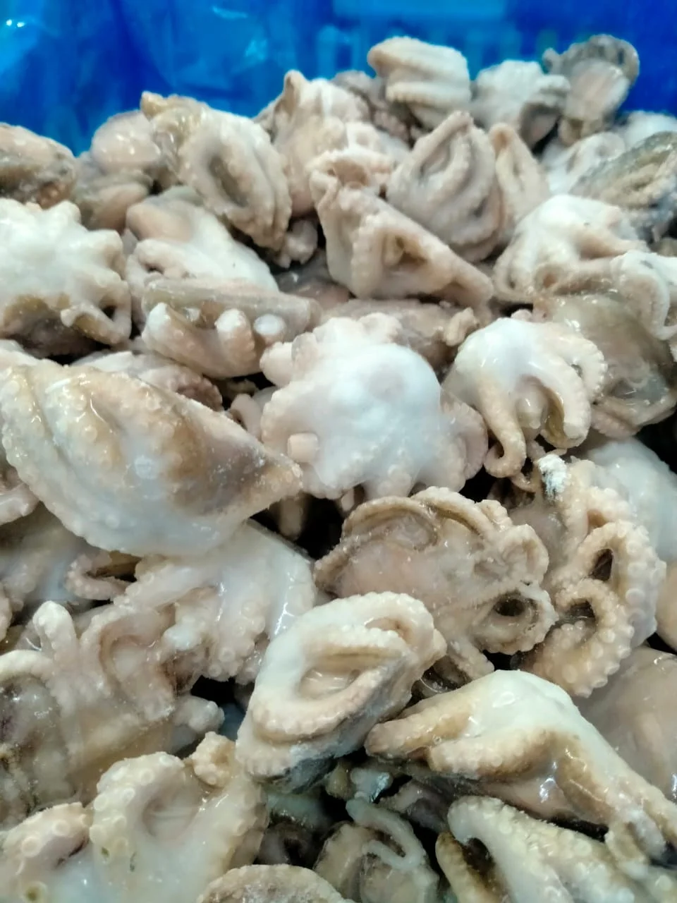 Frozen Octopus whole cleaned individual frozen  from India