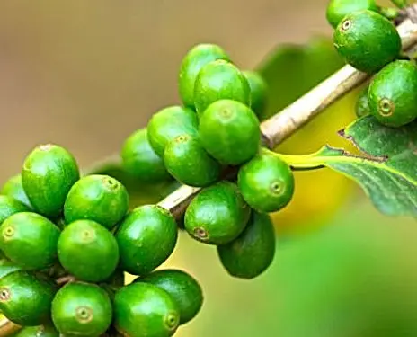 Pure Green Coffee Bean Extract Powder 35% Chlorogenic Acids Water Soluble For Energy Drink Powder