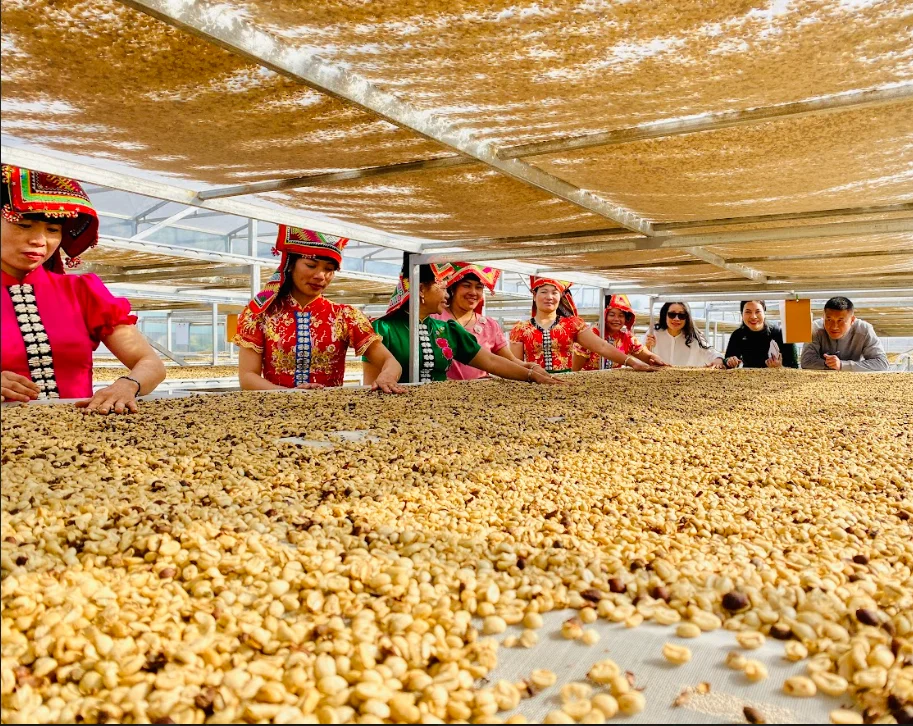 High Quality 2KG Vietnam-Sourced Arabica Green Coffee Beans Wholesome Ready for Export Low Order Accepted