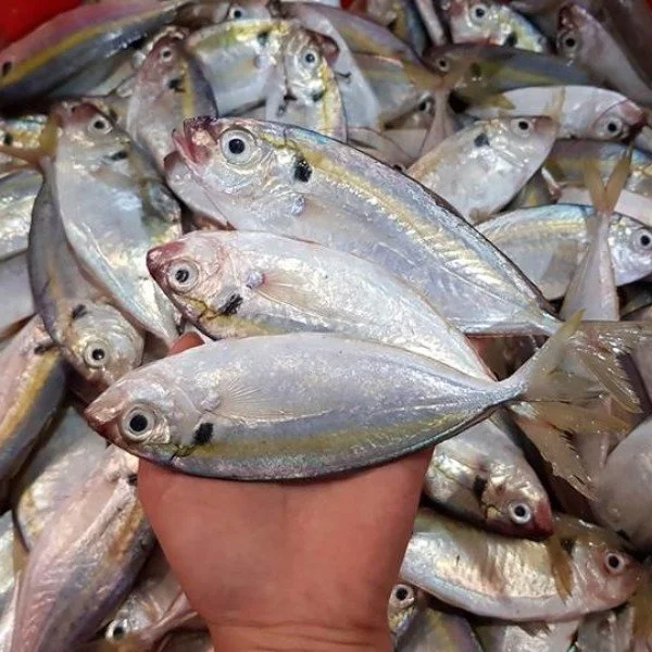 Замороженный желтый хвост Scad Рыба морепродукты экспорт оптом блок IQF по запросу Whatsap 0084 989 322 607