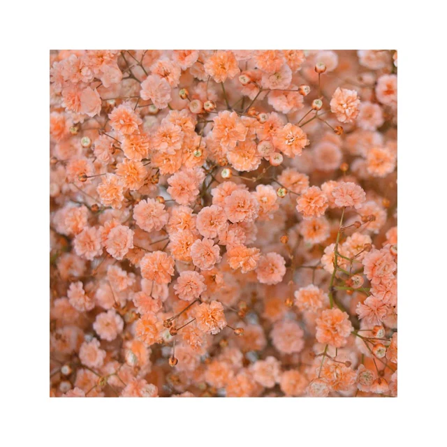 Creative Expression Incorporating Fresh Flowers Tinted Gypsophila in Floral Art Good Price