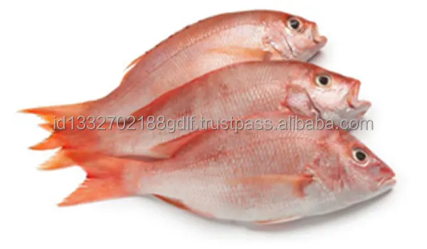 100% Best Quality Fish Customized Package Raw Cheap Price Fresh fish Premium Quality Fish From Indonesia