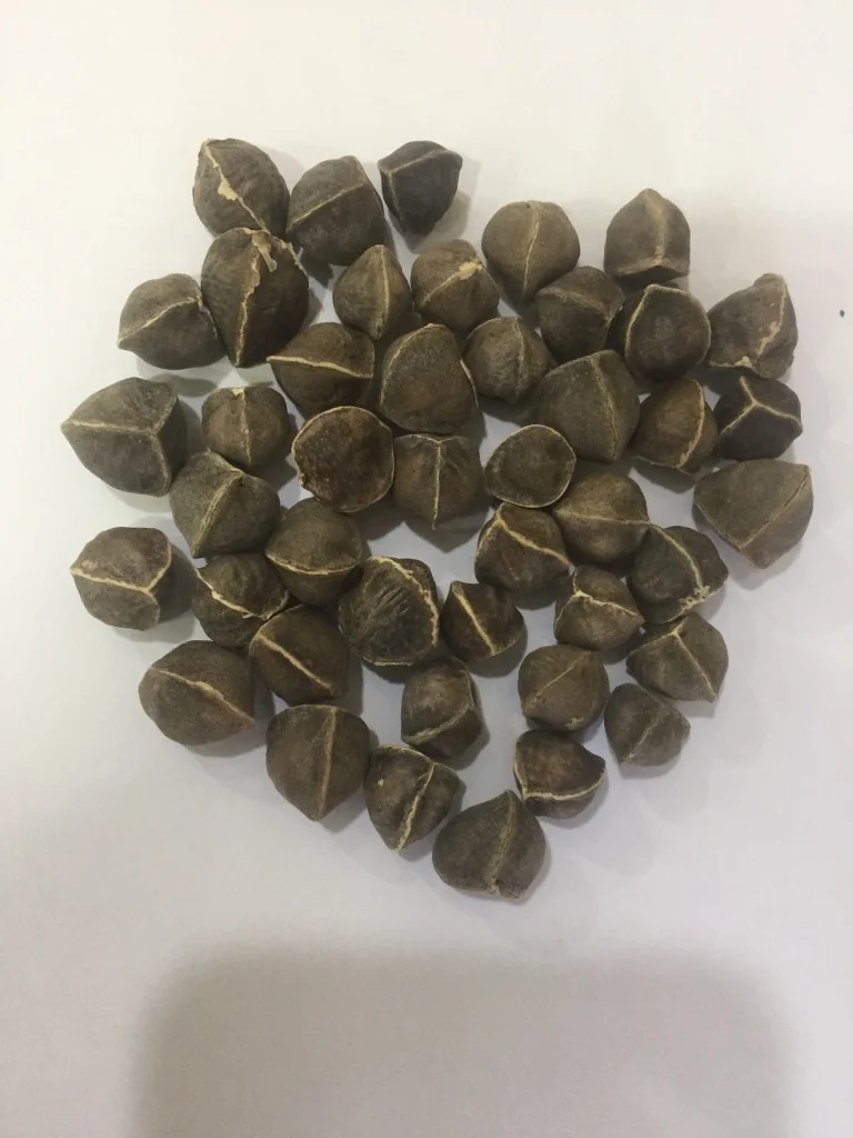 Moringa Seeds