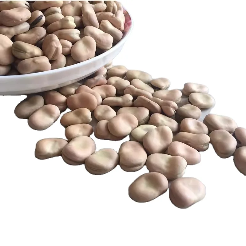 Ready for Export Pure Natural Broad Fava Beans Rich Nutrition Dried Bean with Good Protein Excellent Price