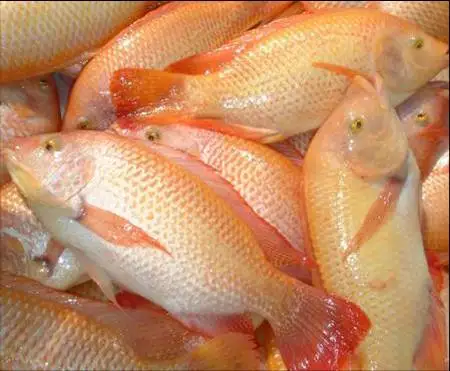 
Seafood Best Taste And High Quality Frozen Red Meat Tilapia Fish With Good Price Only This Summer Made in Vietnam 2021 