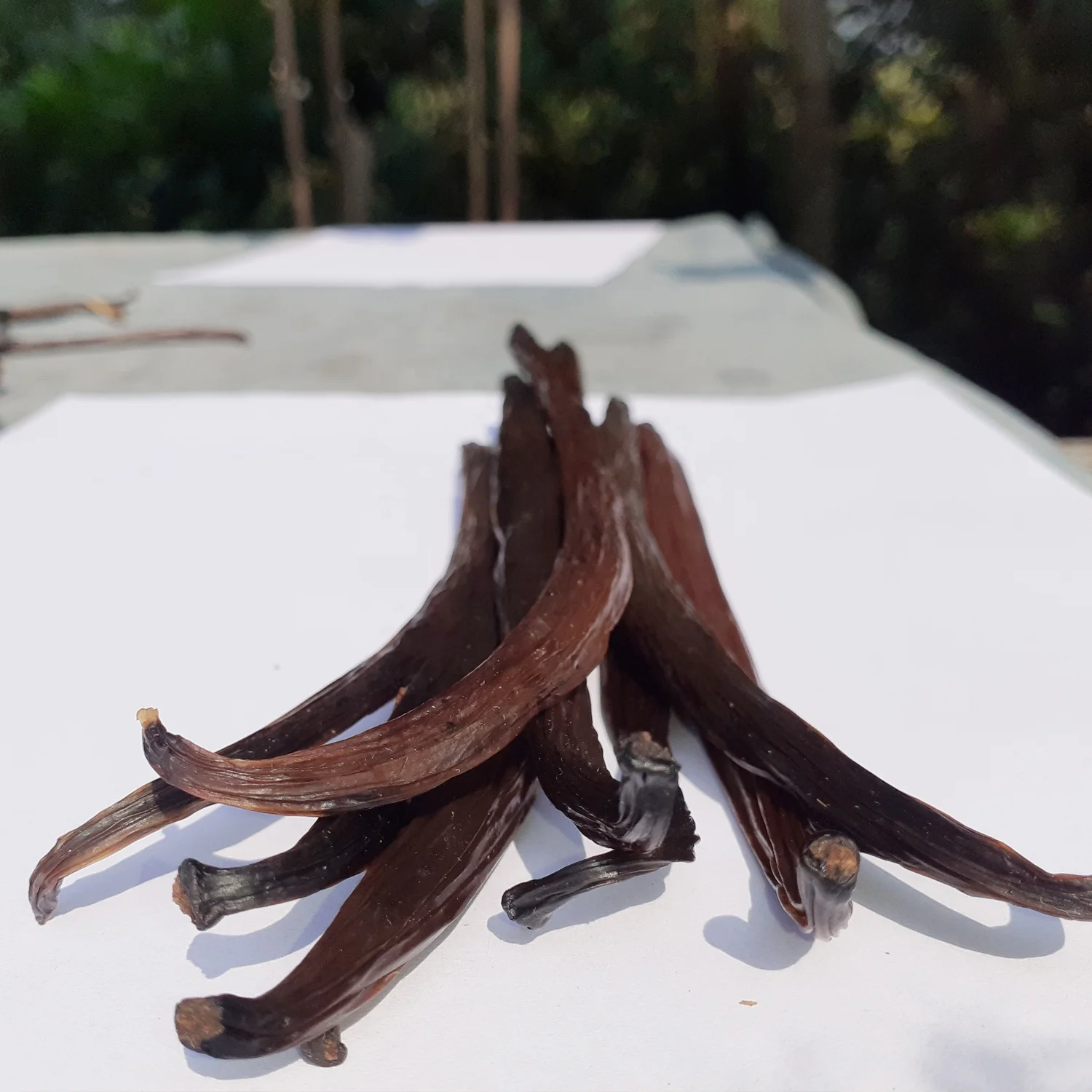 Fresh Crop Top Grade 10 Organic Vanilla Beans [6+ Inch] from Sri Lanka Dried Vanilla Beans WM