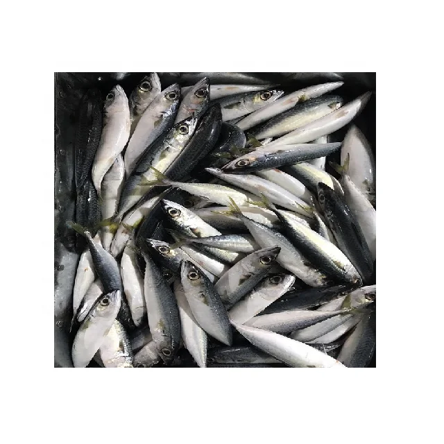 Дешевая заводская цена индийская поставка Тихоокеанская скумбрия морепродукты