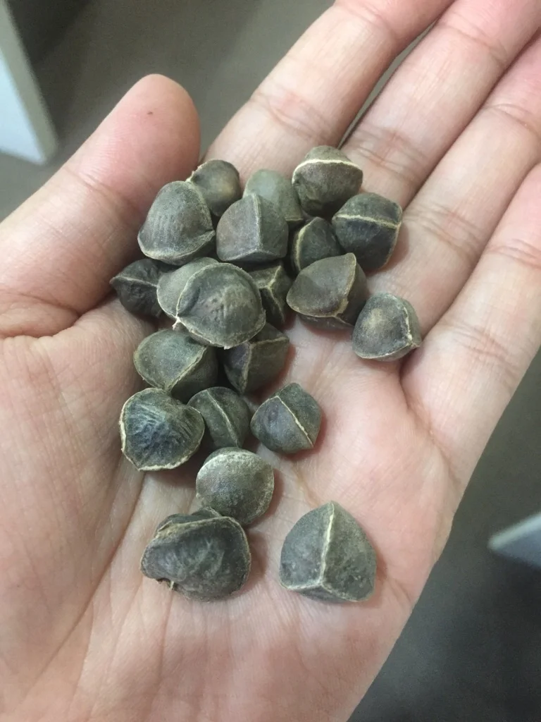 Moringa Seeds
