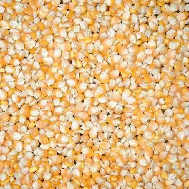 Оптовая продажа, кукуруза желтого цвета с ГМО, кукуруза, кукурузный цвет, Органическая эко-кукуруза, корм для животных, зерна для корма человека, замороженная сладкая кукуруза, ГМО