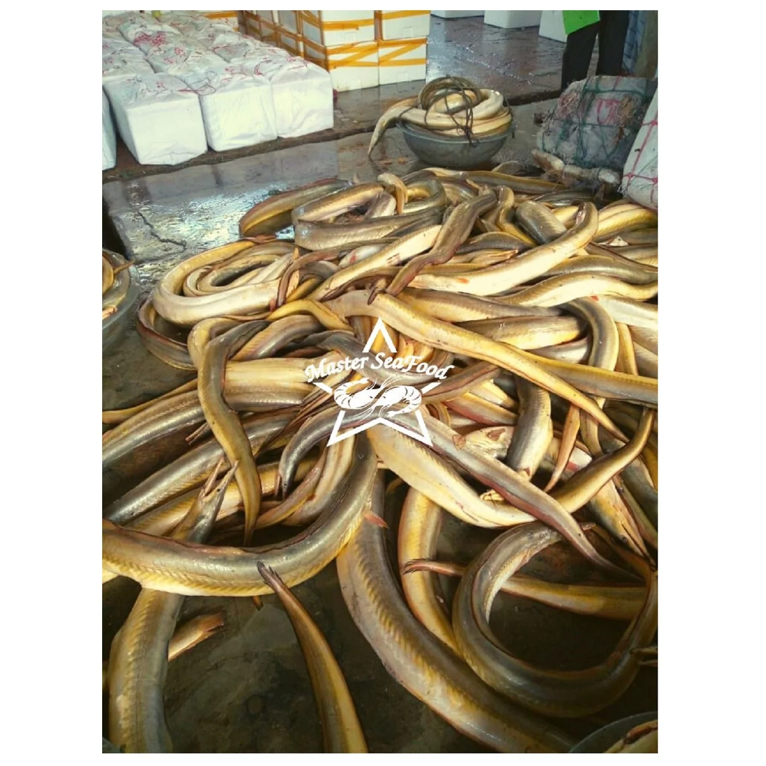 Yellow  Eel  Fish Fresh Master Seafood Hot Sale Premium Quality Bangladeshi Origin  Size 3KG to 10KG gutted Conger Eel