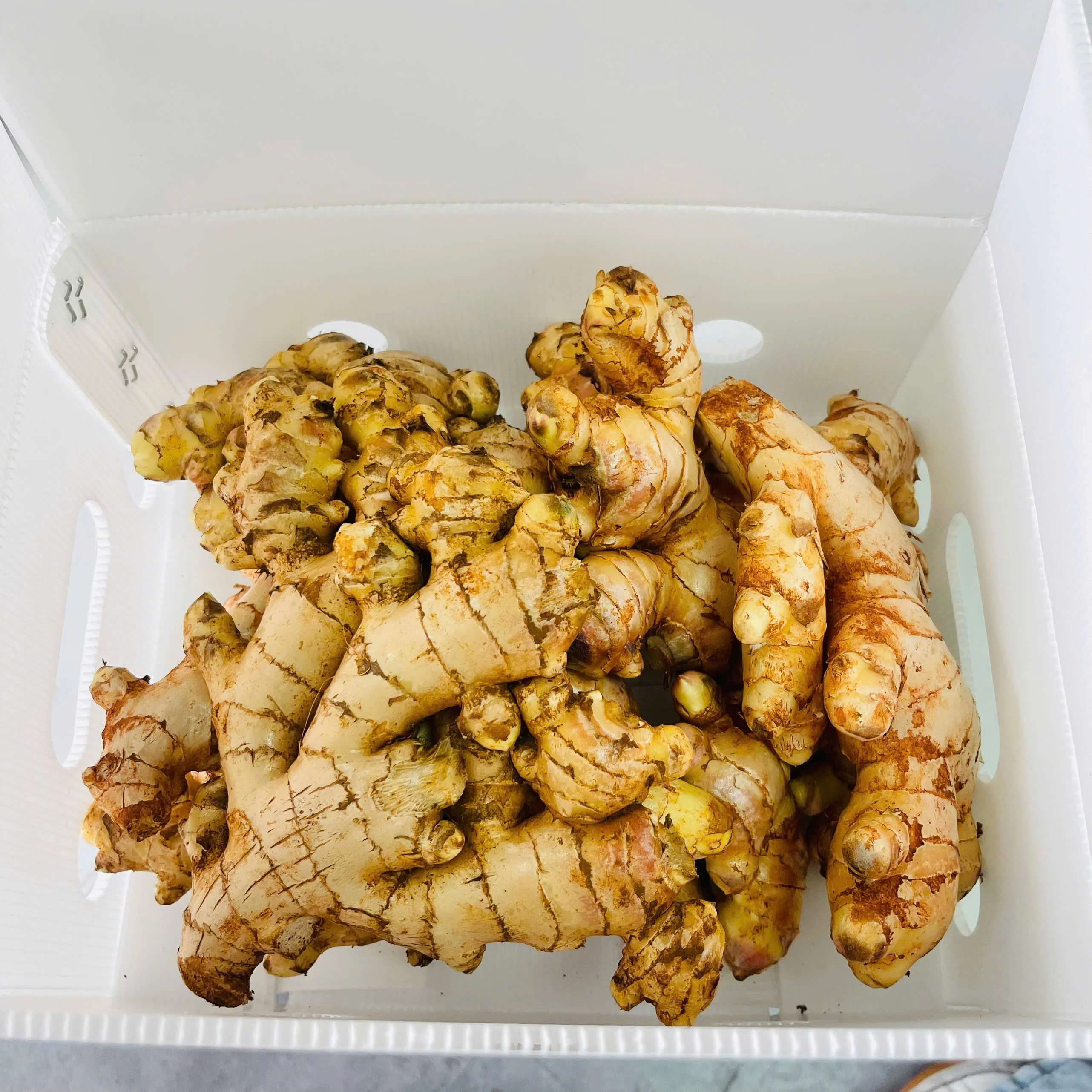 Fresh Ginger/ Gingembre | Best Quality in Vietnam (WhatsApp: +84366808683)