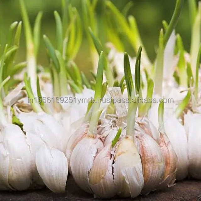 Wholesale fresh purple peeled garlic price for export