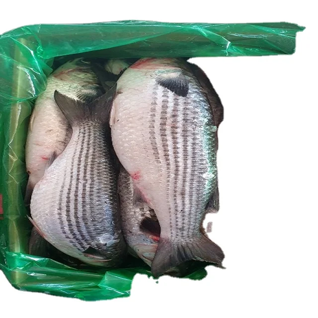 Замороженный серый муллет (мугил цефал), морская рыба, высокое качество, индийские морепродукты, экспорт, мугил цефал