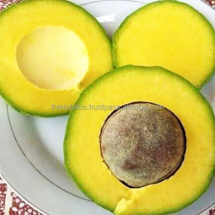 
HIGH QUALITY NEWEST CROP FRESH AVOCADO DAKLAK VARIETY 