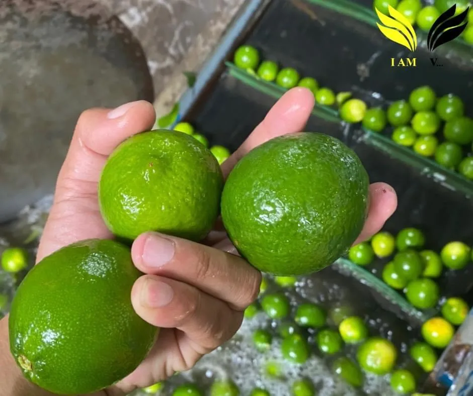 Natural Fresh Seedless lemon from Vietnam Pure Sour Flavor Lime and Lemon without Seed for Wholesale