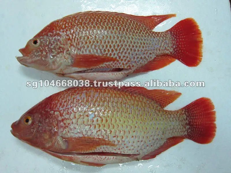Frozen Fish Fresh Tilapia Supplier Block Bulk Style Packaging Package Weight Lbs Shelf Origin Latin Type TILAPIA WHOLE ROUND