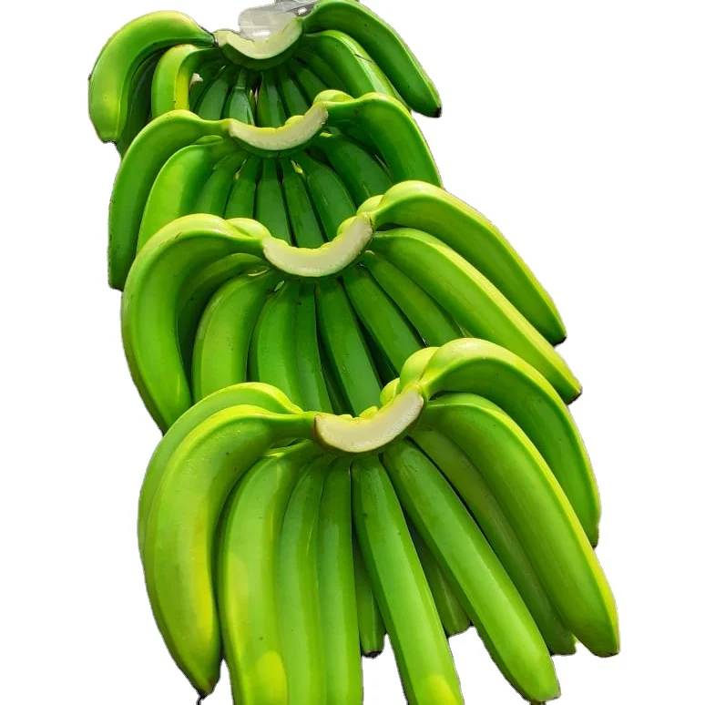 Premium Quality Cavendish Banana  Available For Export