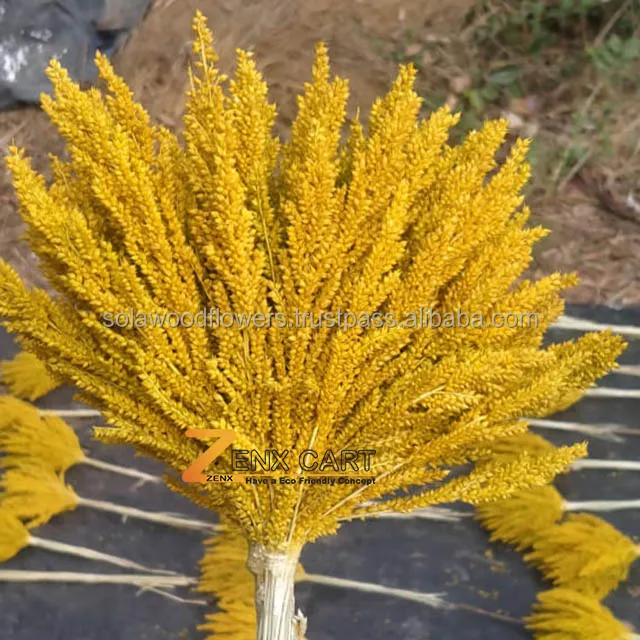 Corn Grass Color.jpg