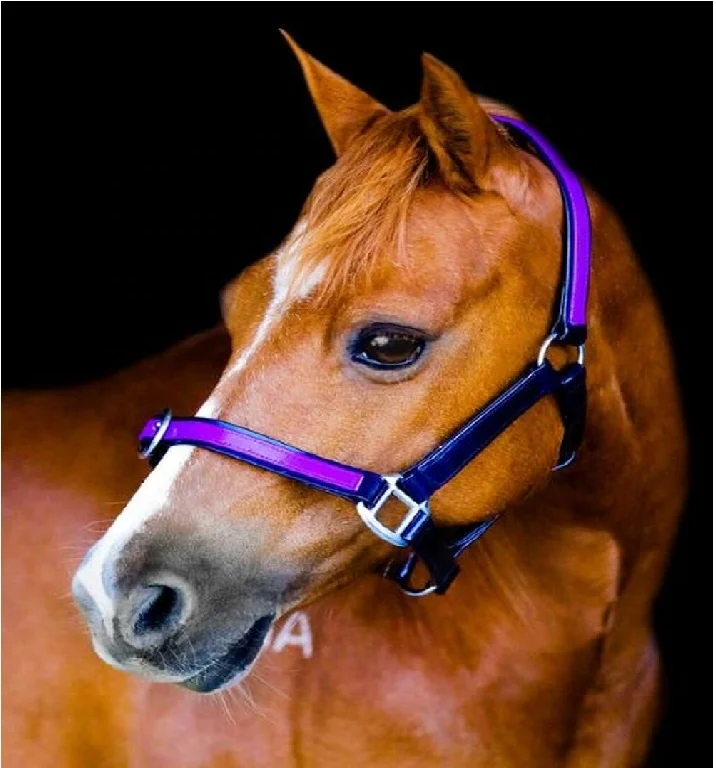 Wholesale Durable Horse PVC Halter Manufacturer