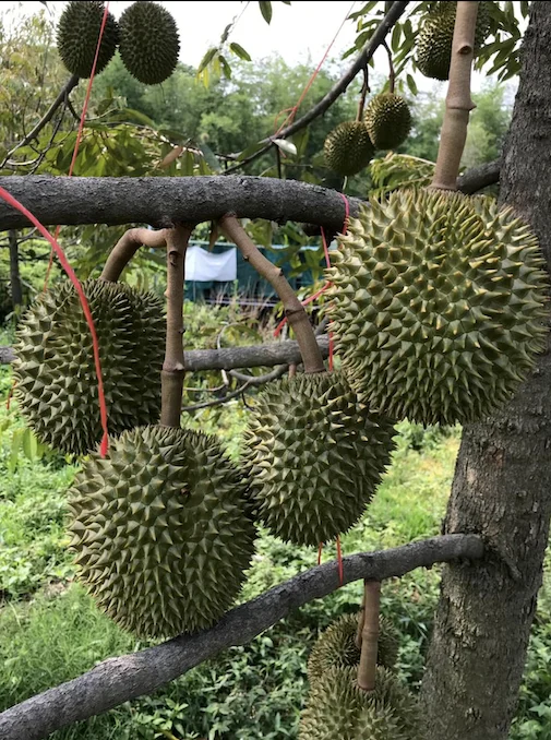 Premium Fresh Durian direct from Thailand Farm (Premium Quality Fresh Durian) - Order for Year 2023