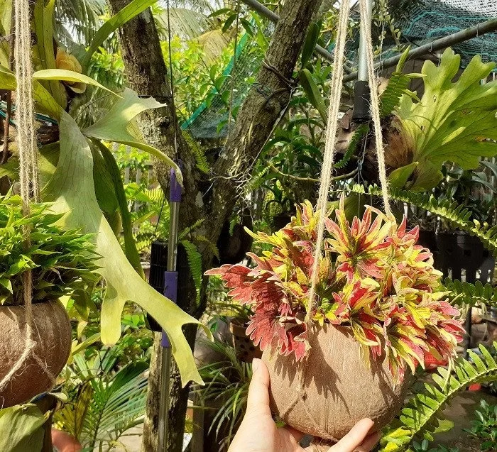 High quality Eco-friendly Coconut Shell Pot Flower Pot Vietnam Export Products