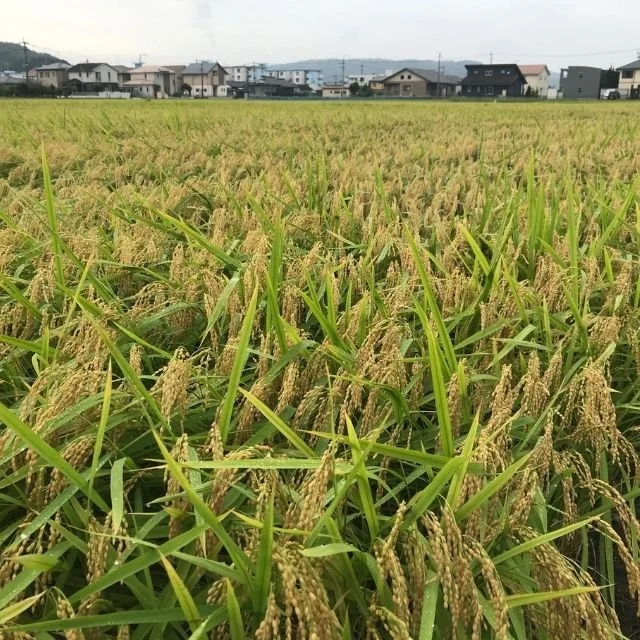 Фирменный рис «Sansho rice» новый «нацухоока» от Satsumasendai префекция