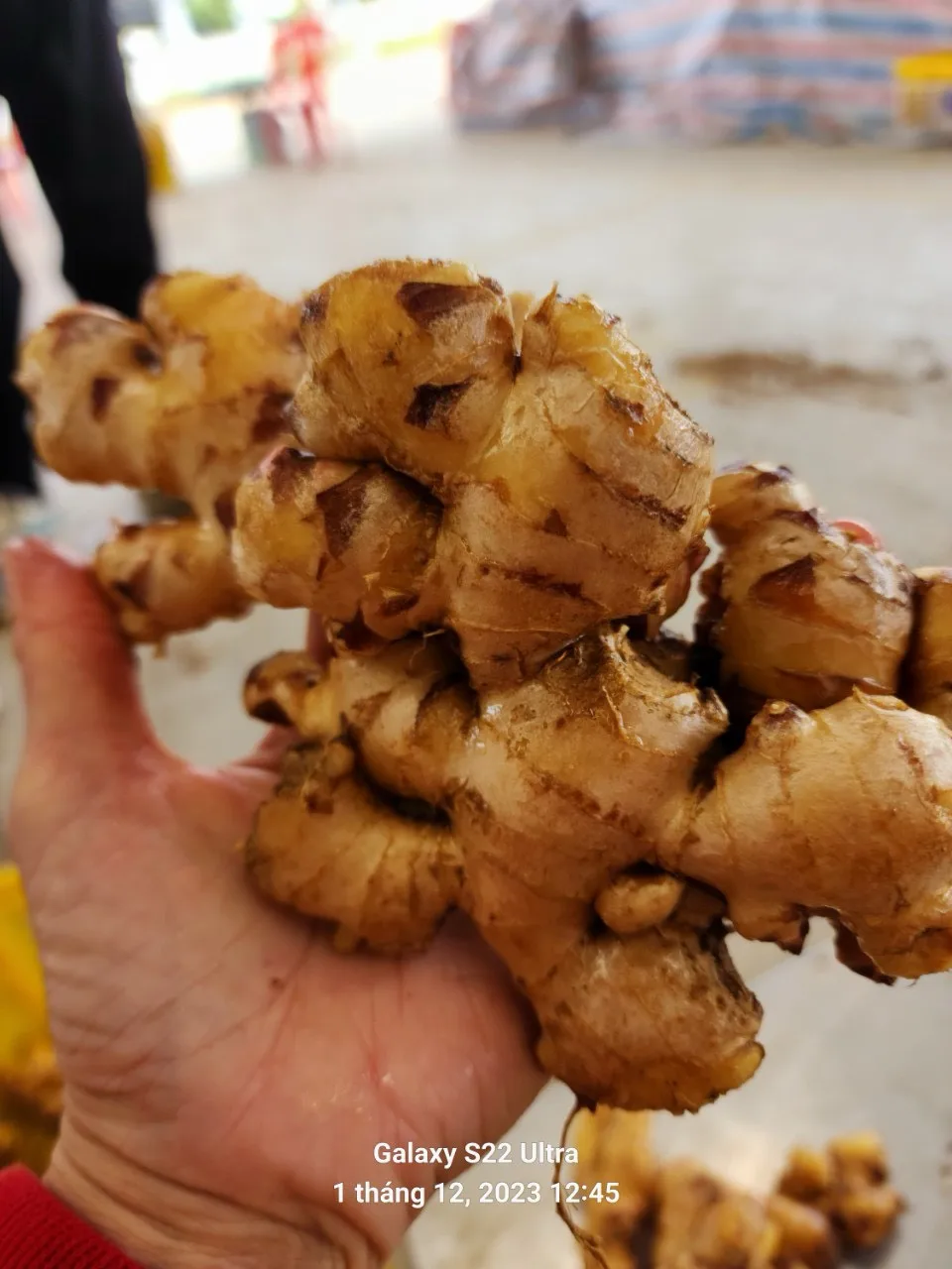 Good Market Price Per Ton Fresh Ginger Wholesale High Quality Dried Ginger Ginger For Export in Vietnam