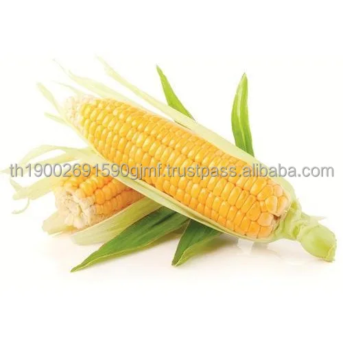 fresh-sweet-corn-500x500.jpg
