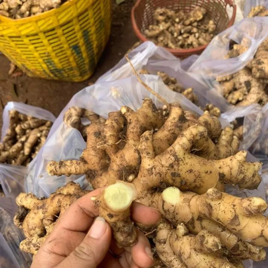 [Лидер продаж 2022] Высокое качество оптовая продажа хорошая цена органический свежий молодой имбирь полезный для здоровья из Вьетнама