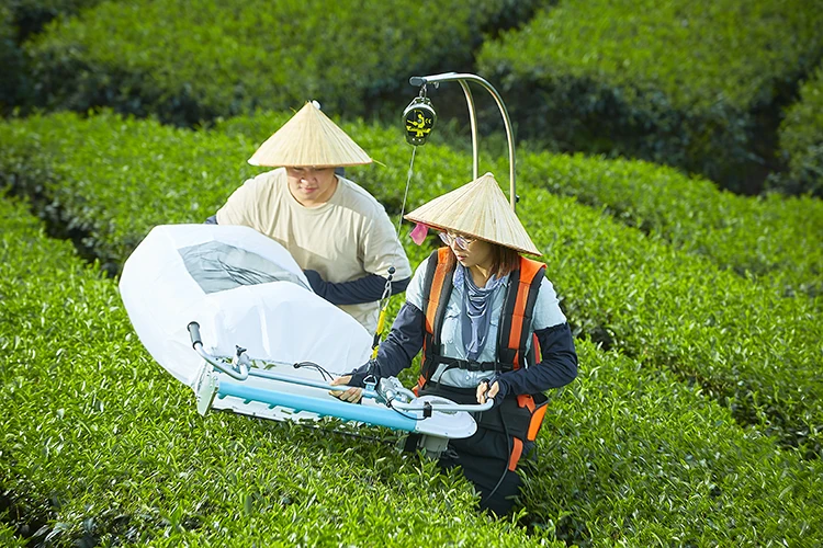 Tea plucking machine | Tea harvesting machine | One-man operated electric tea cutting machine