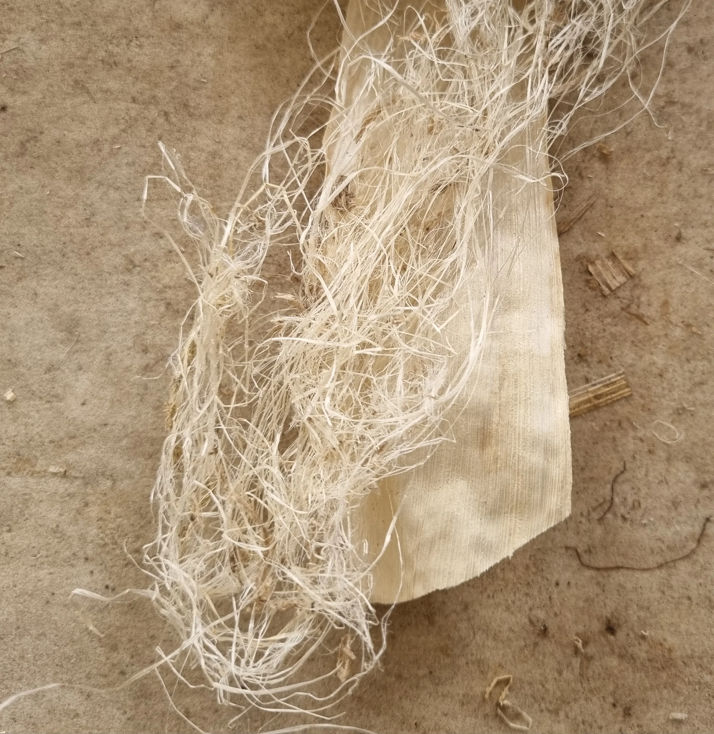 Rich Multi color hand rolled corn husk filter tips wit organic Corn Husk Bulk corn husk filters all sizes for wraps and cones